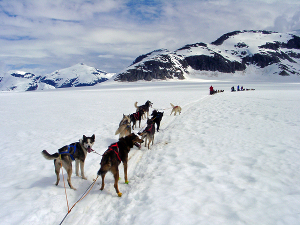 dog sledding on the glacier